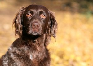 Kleine Munsterlander Vorstehhund