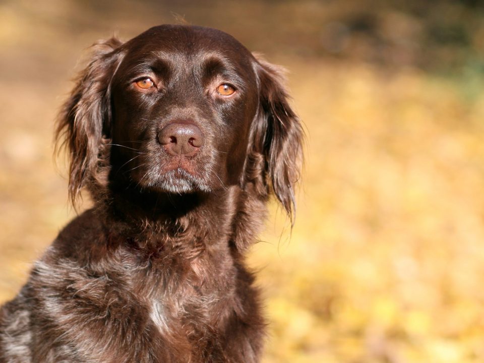 Kleine Munsterlander Vorstehhund