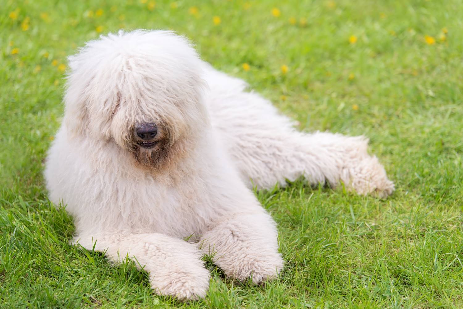 Komondor Depositphotos_208805762_S