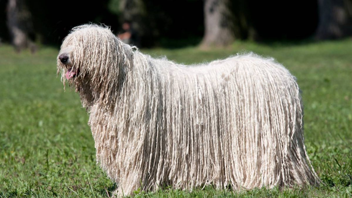 Komondor Depositphotos_239581658_S