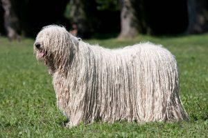 Komondor Depositphotos_239581658_S