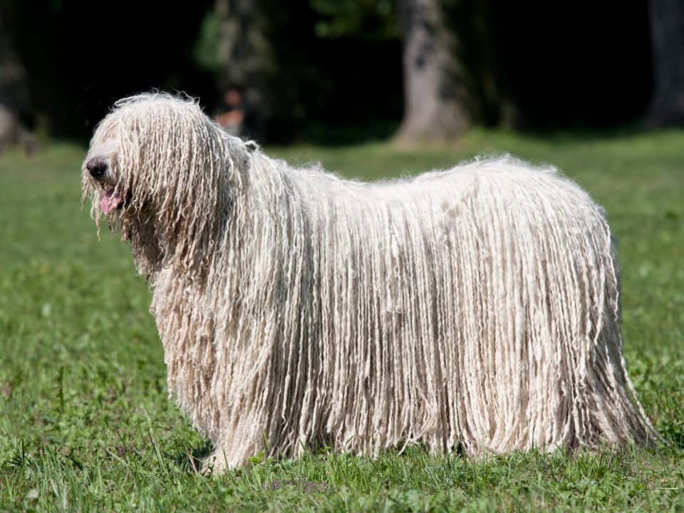 Komondor Depositphotos_239581658_S