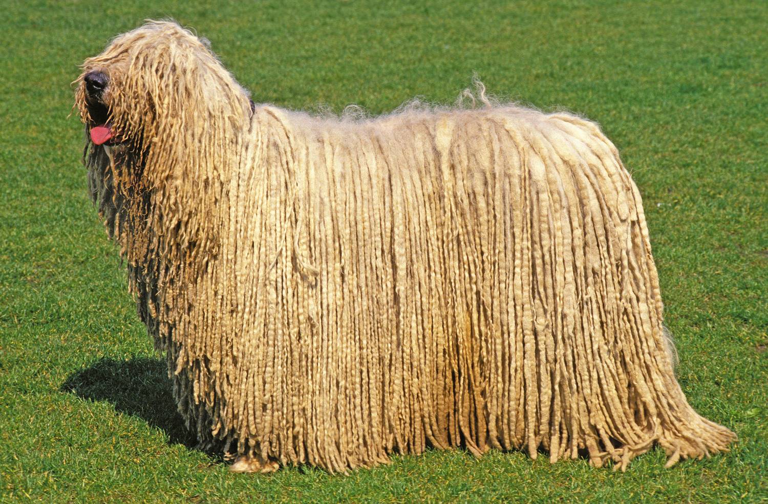 Komondor Depositphotos_333876494_S