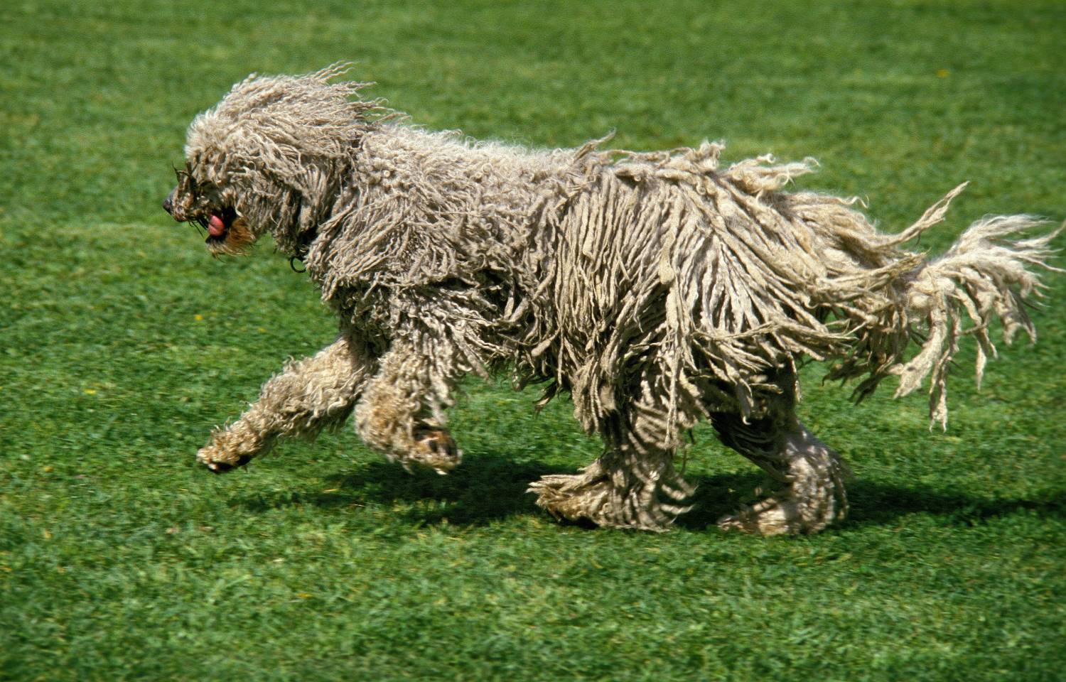 Komondor Depositphotos_333876782_S