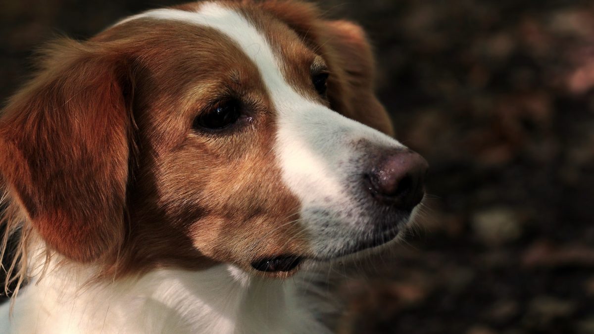 Kooikerhondje