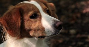 Kooikerhondje