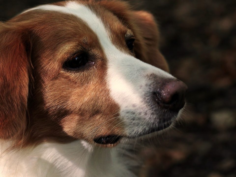 Kooikerhondje