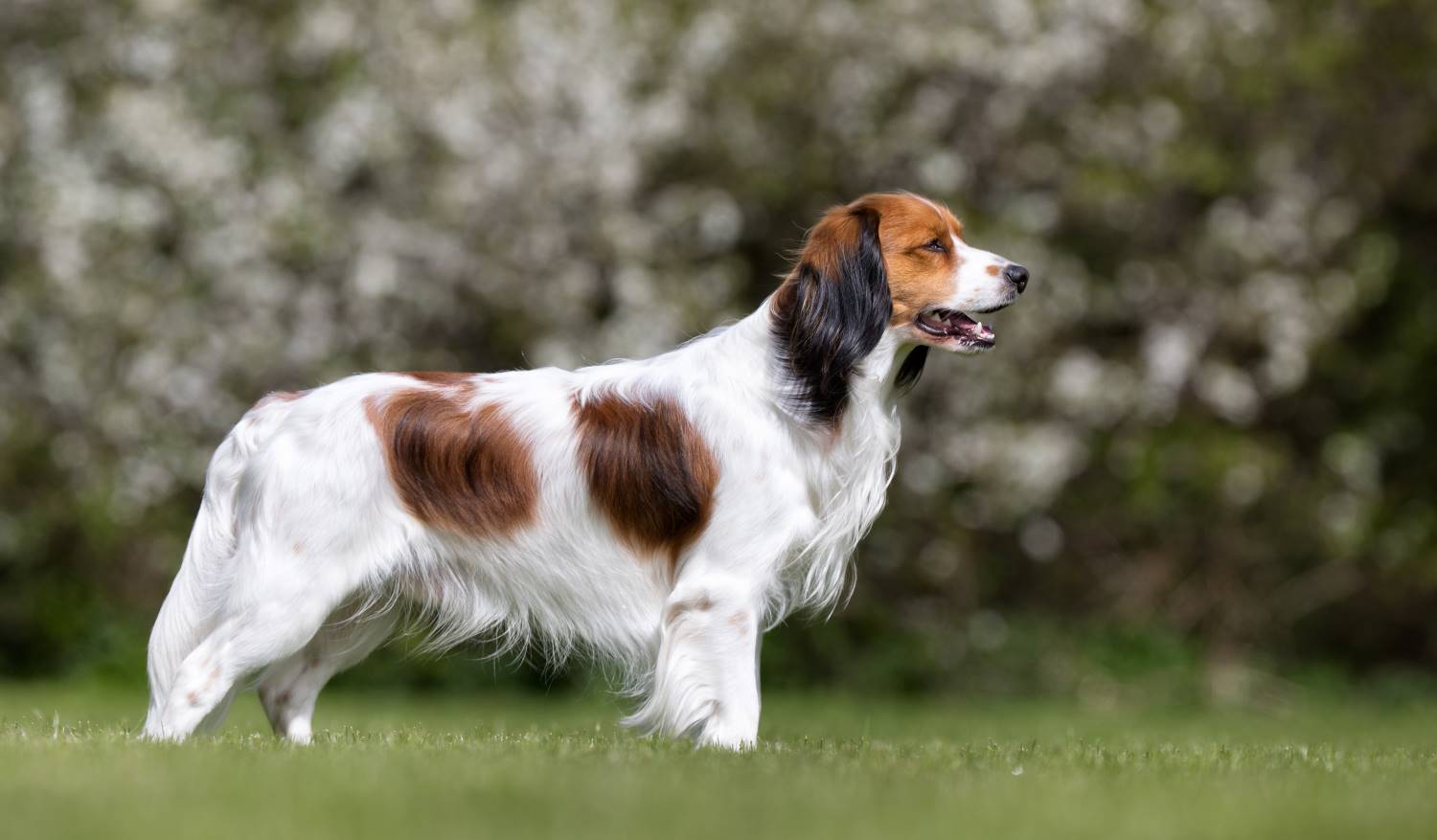 Kooikerhondje Depositphotos_149825516_S