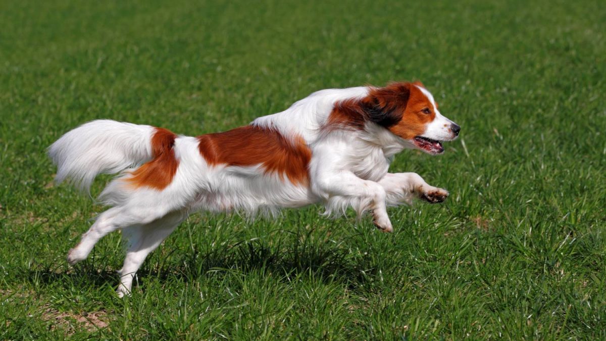 Kooikerhondje Depositphotos_174028848_S