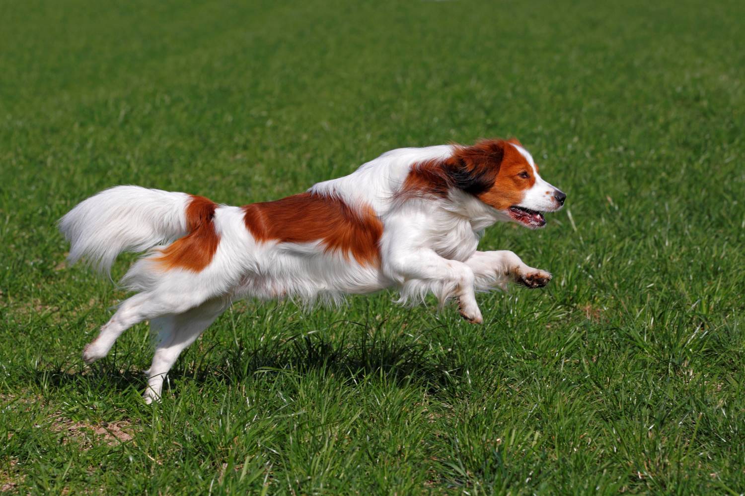 Kooikerhondje Karakter Verzorging Hondenrassen De Nieuwe Hond Kooikerhondje Karakter Verzorging Hondenrassen De Nieuwe Hond