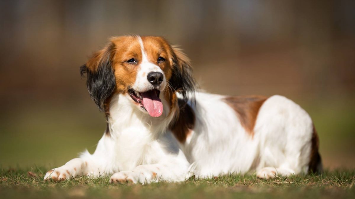 Kooikerhondje - Hondenrassen uit Nederland Depositphotos_94542382_S