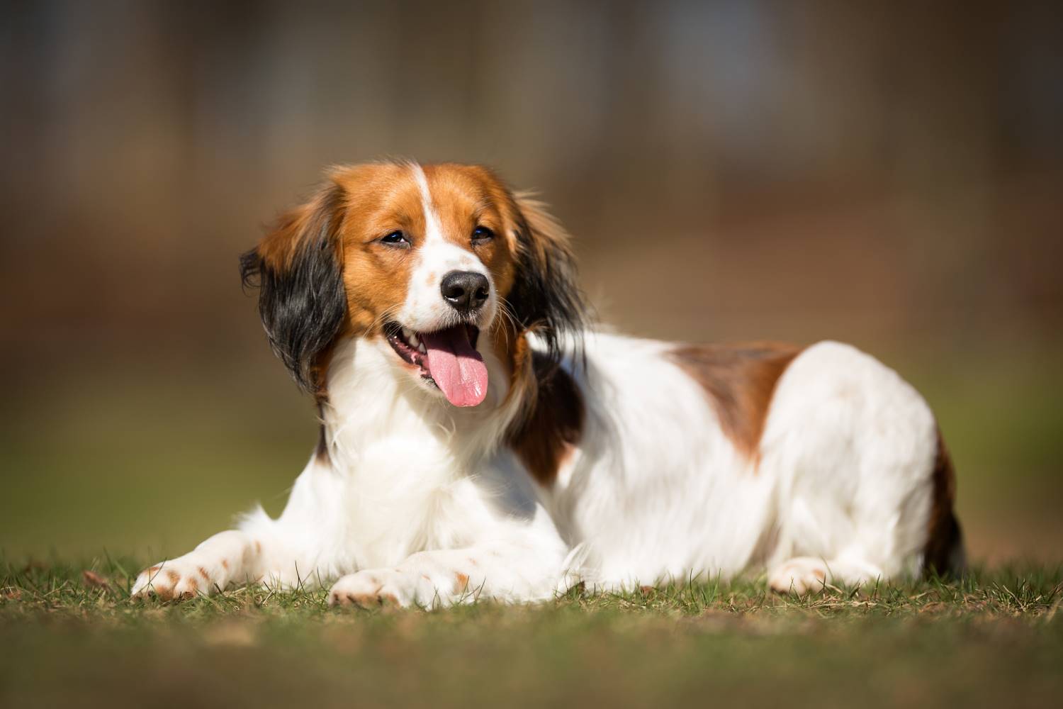 Kooikerhondje Depositphotos_94542382_S