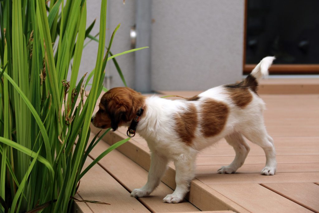 Kooikerhondje puppy