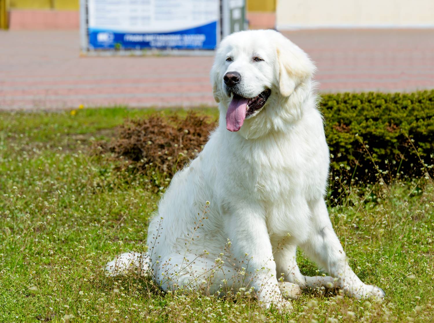 Kuvasz of Hongaarse Herdershond Depositphotos_119714716_S