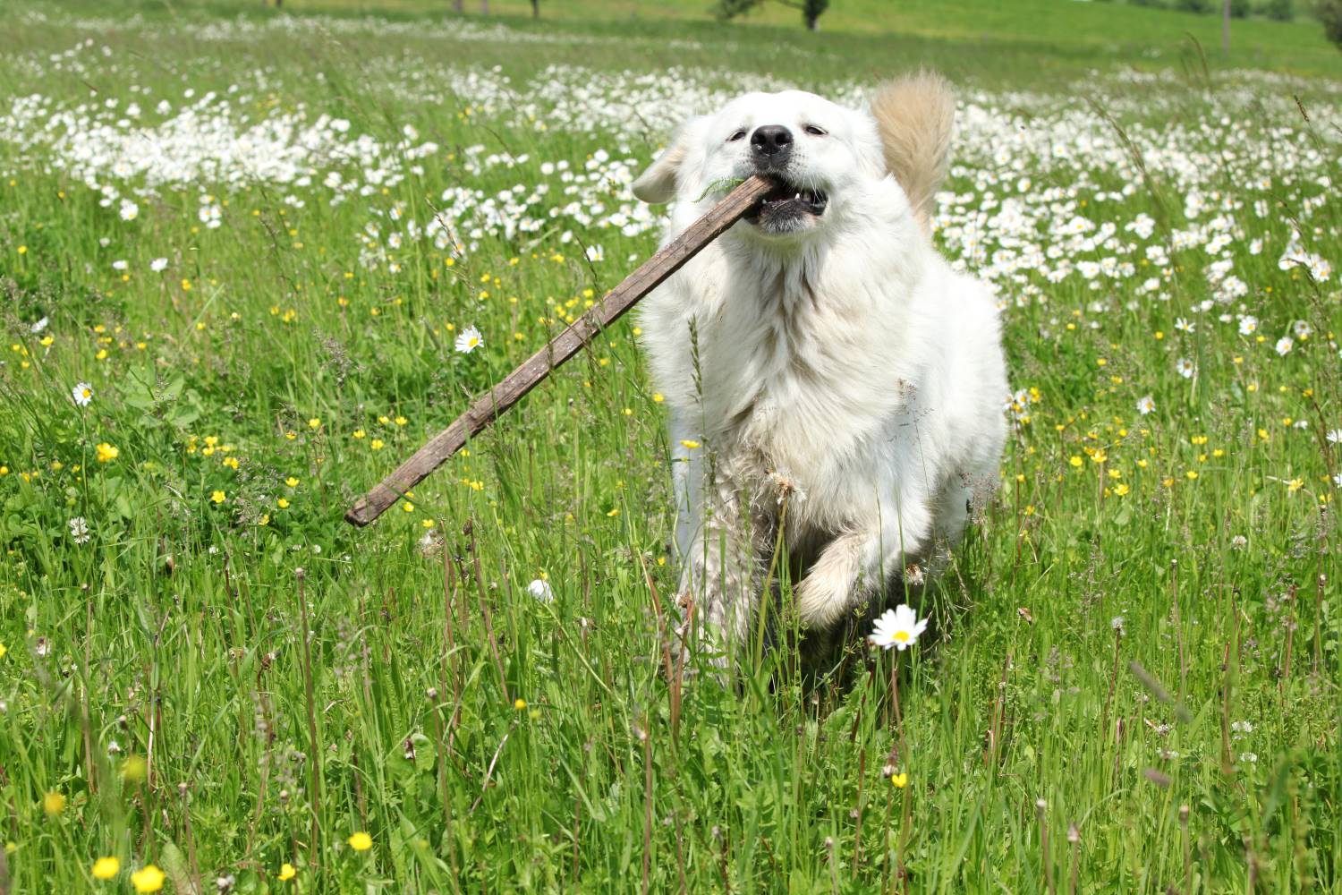 Kuvasz of Hongaarse Herdershond Depositphotos_23768807_S