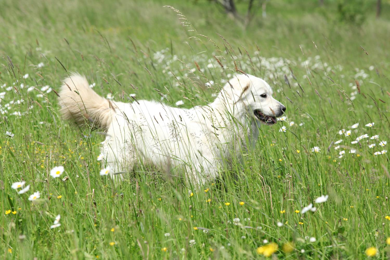 Kuvasz of Hongaarse Herdershond Depositphotos_23768853_S