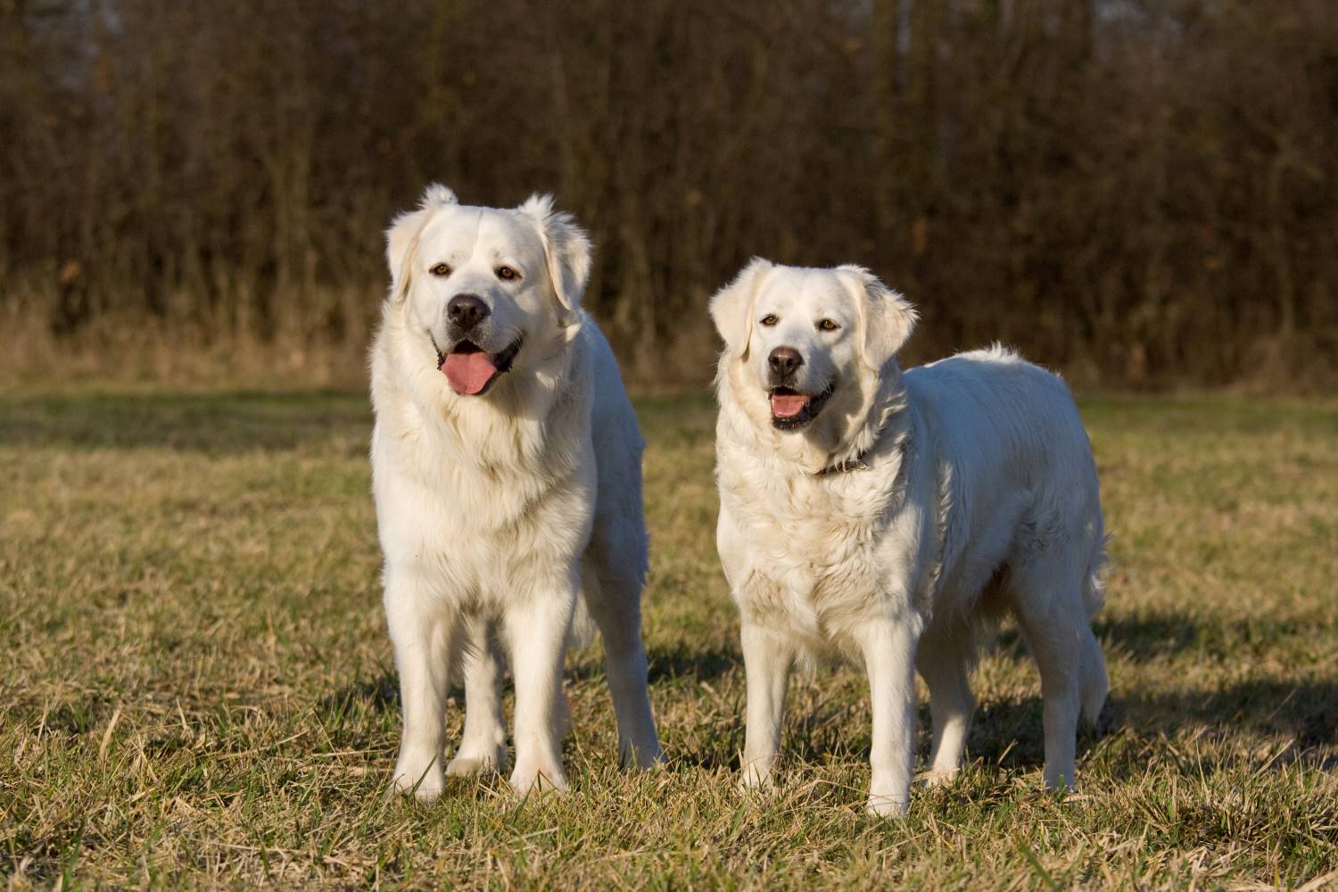 Kuvasz of Hongaarse Herdershond Depositphotos_239580172_S