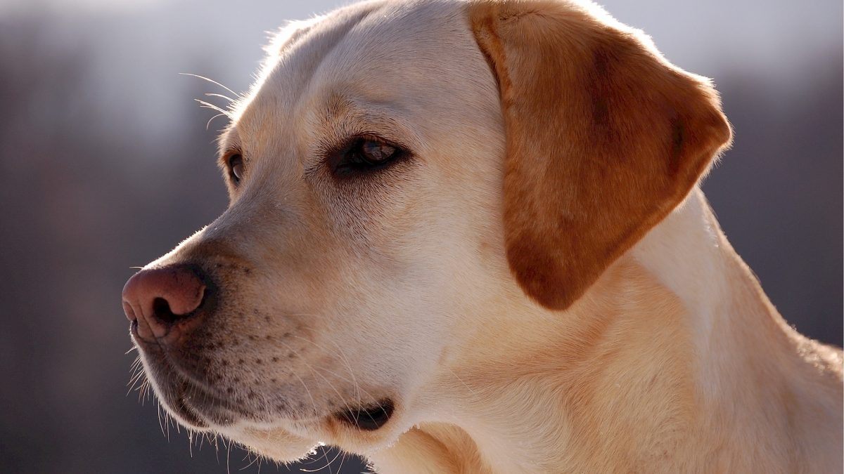 Labrador Retriever