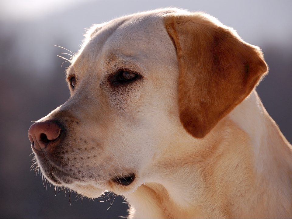 Labrador Retriever