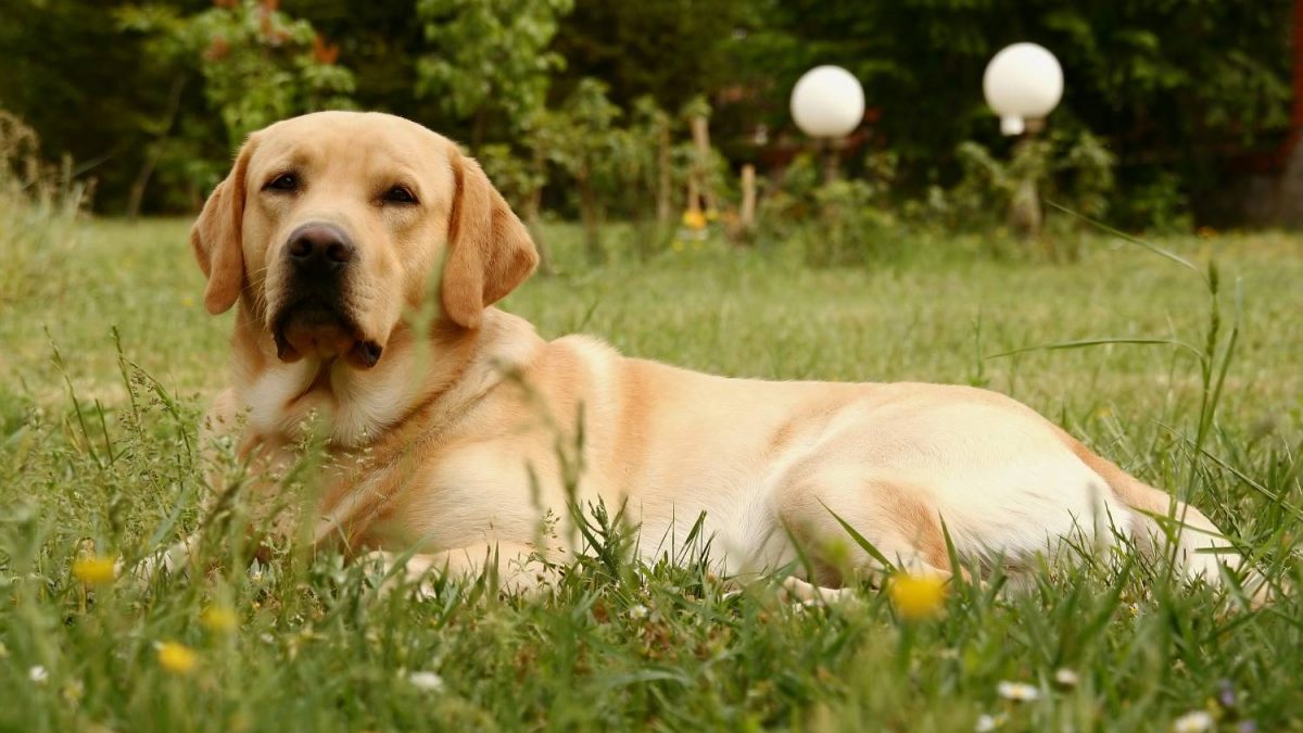 Labrador Retriever Depositphotos_1828518_S