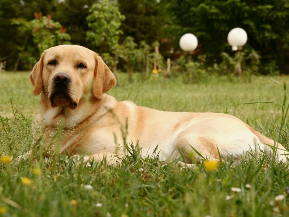De ideale tuin voor hondenbezitters 1 Labrador Retriever Depositphotos_1828518_S