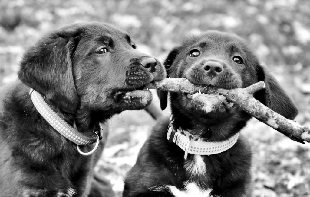 Labrador Retriever puppy