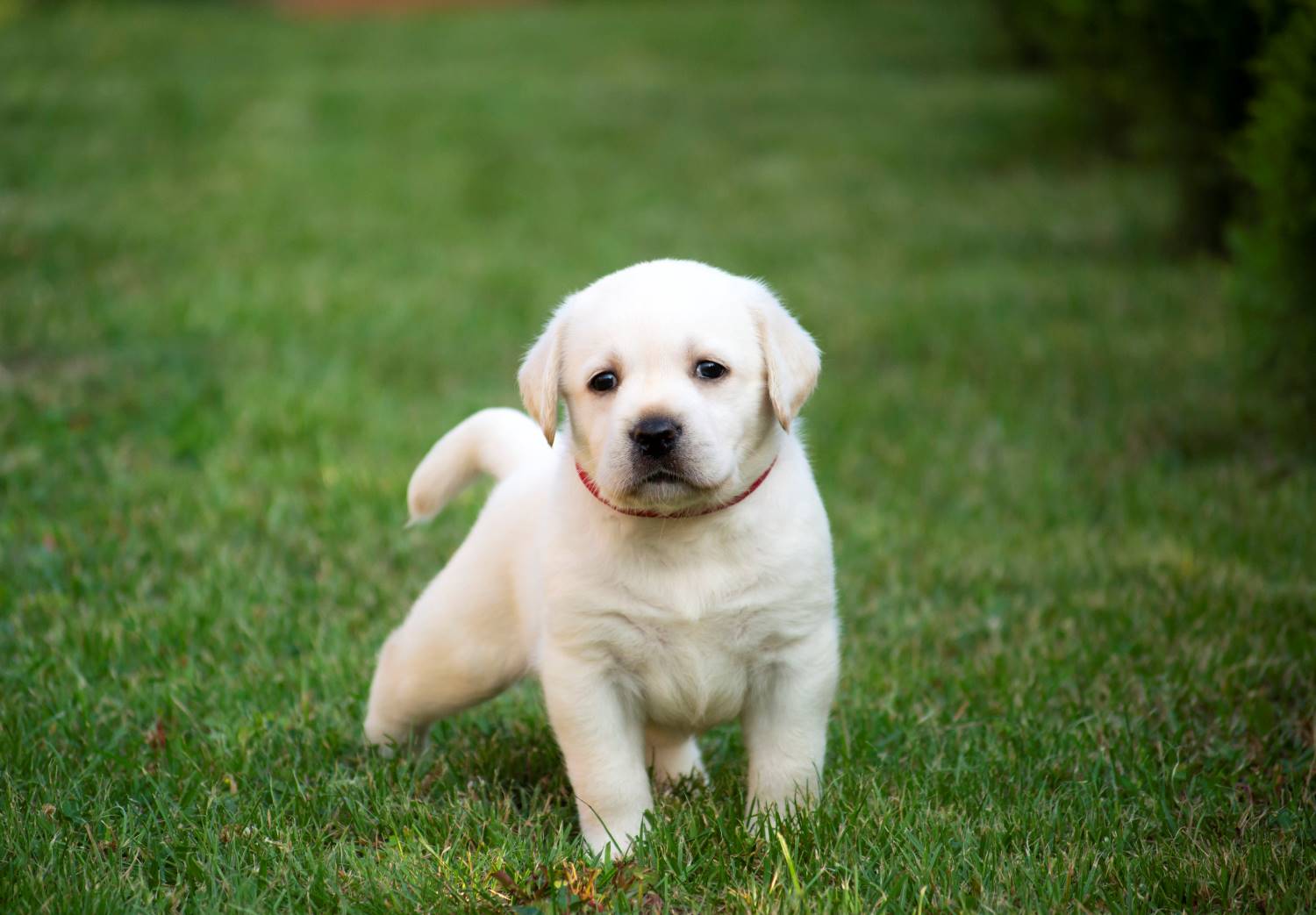 Labrador Retriever puppy Depositphotos_307154204_S