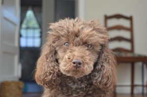 Lagotto Romagnolo