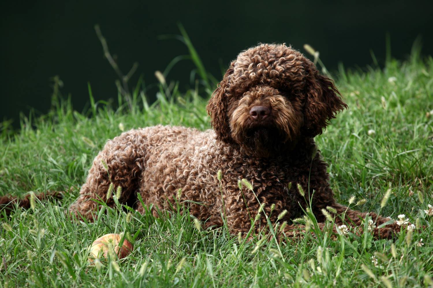 Lagotto Romagnolo Depositphotos_208824128_S