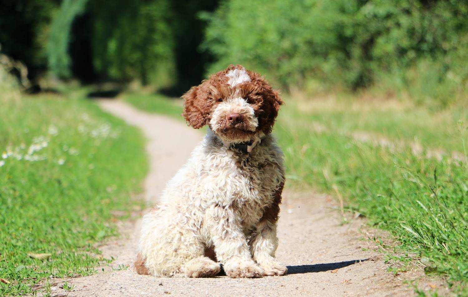 Lagotto Romagnolo Depositphotos_268602314_S