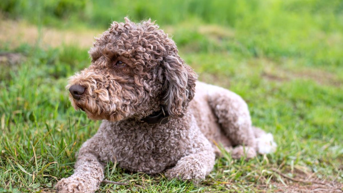 Lagotto Romagnolo Depositphotos_272491710_S