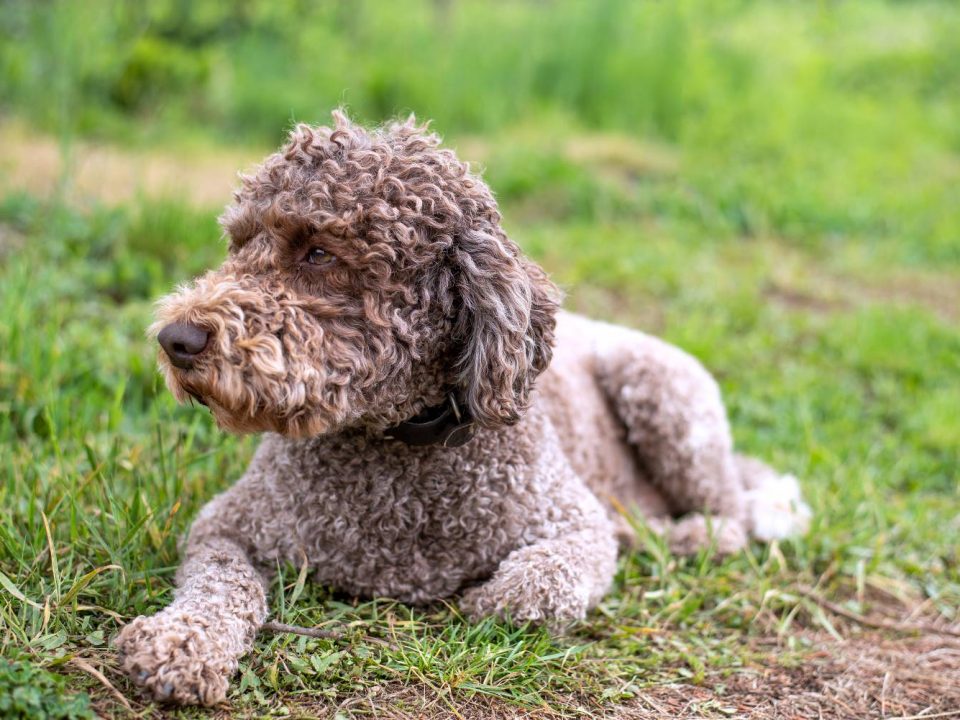 Lagotto Romagnolo Depositphotos_272491710_S