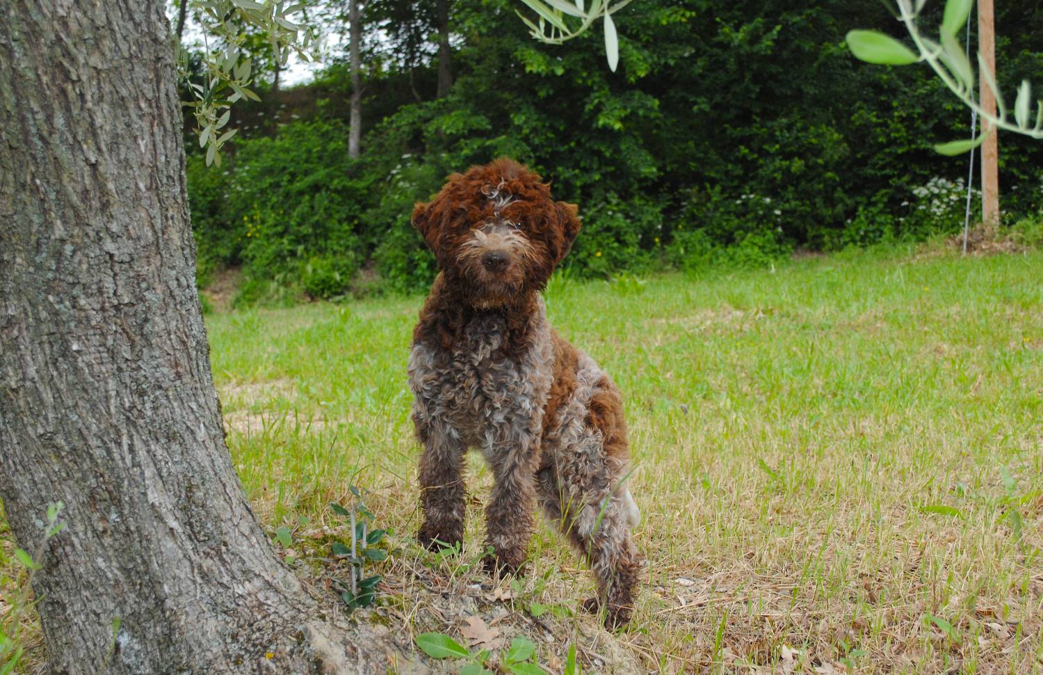 Lagotto Romagnolo Depositphotos_518230648_S