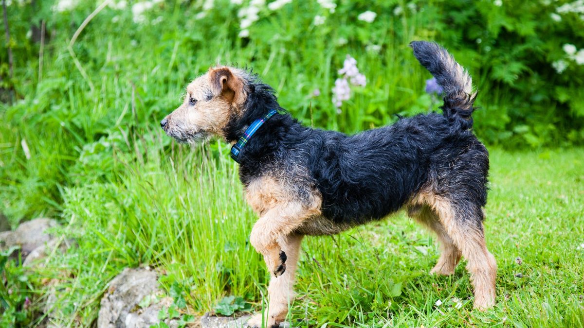 Lakeland Terrier