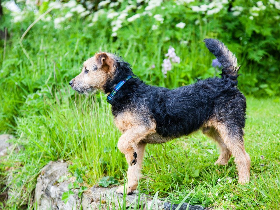 Lakeland Terrier