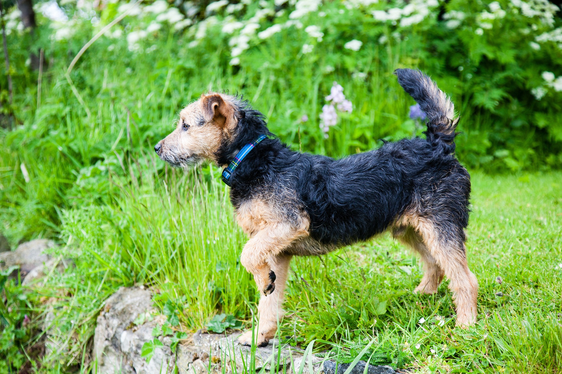 Lakeland Terrier