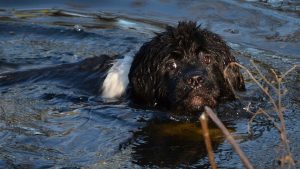 Landseer puppy