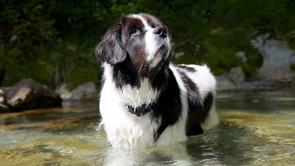 Landseer E.C.T. (Europees Continentaal Type)