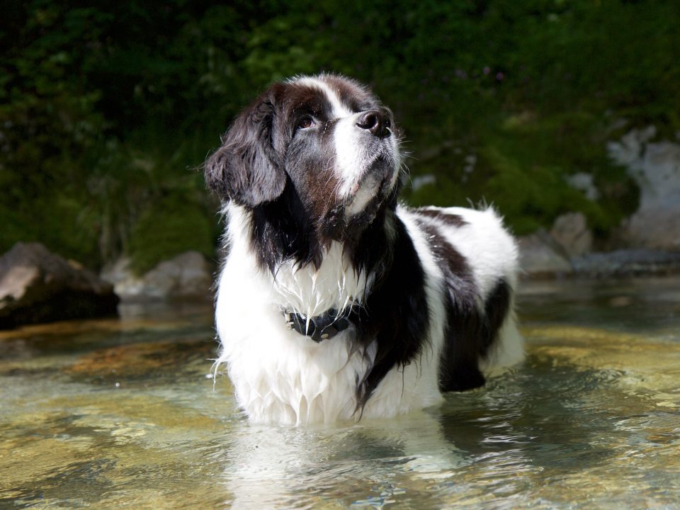 Landseer E.C.T. (Europees Continentaal Type)