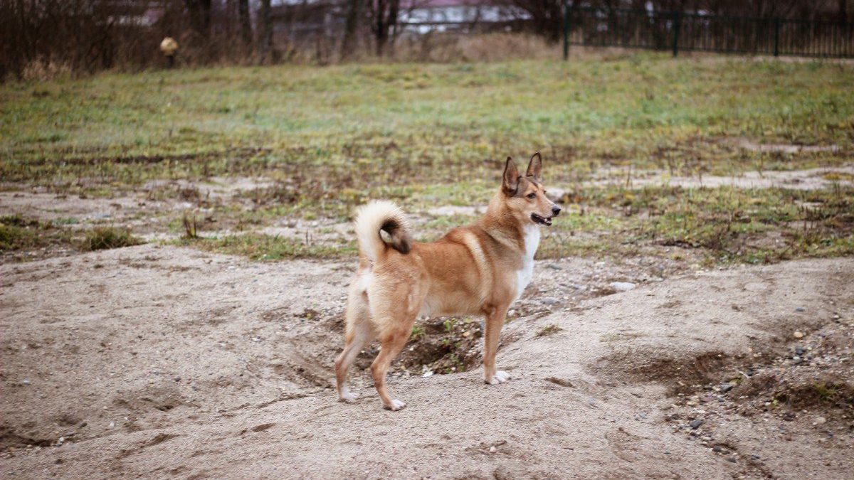 Lapse Herdershond