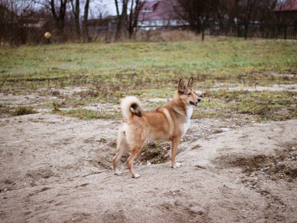 Lapse Herdershond