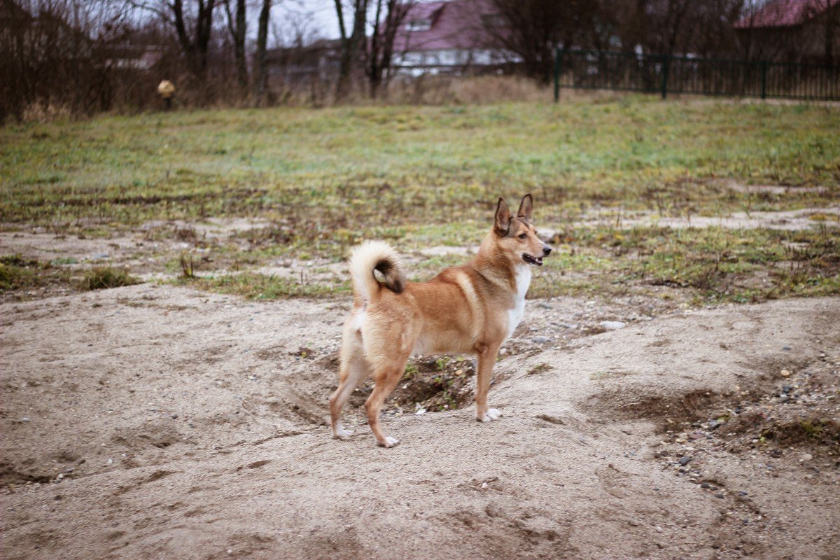 Lapse Herdershond