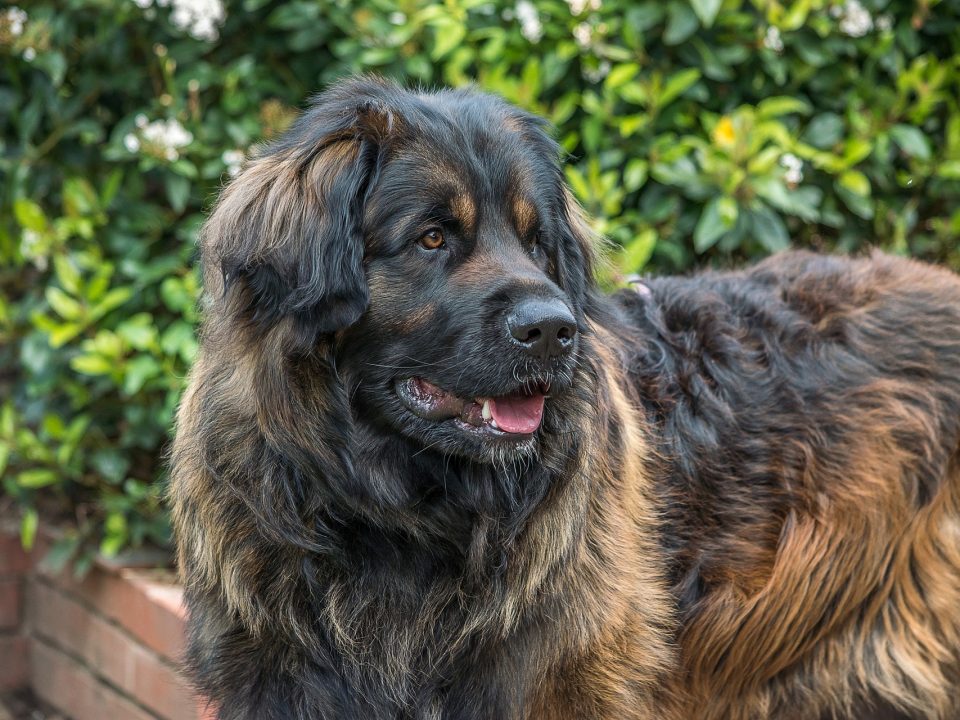 Leonberger