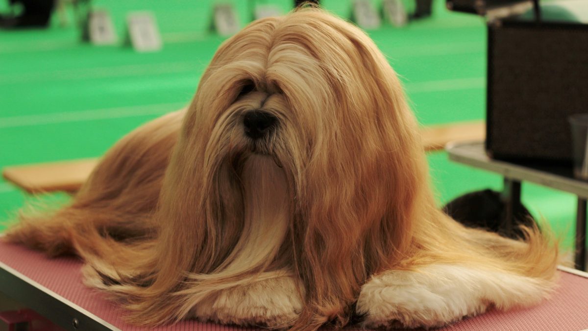 Lhasa Apso