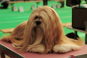 Lhasa Apso