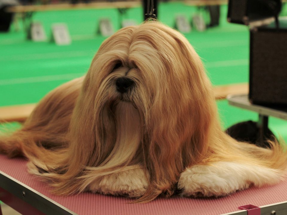 Lhasa Apso