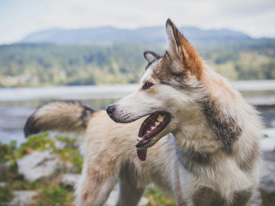 Lundehund