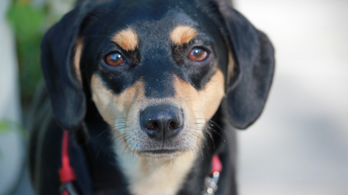 Manchester Terrier