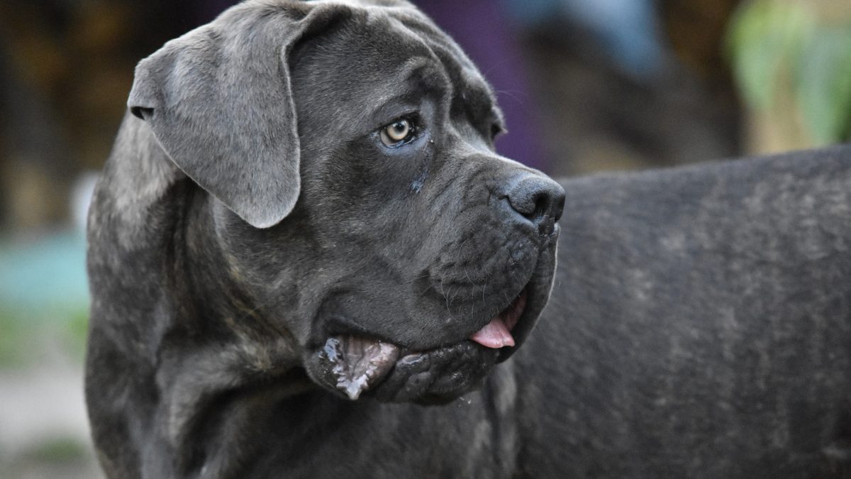 Mastiff