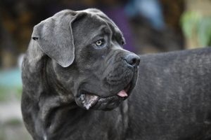 Mastiff